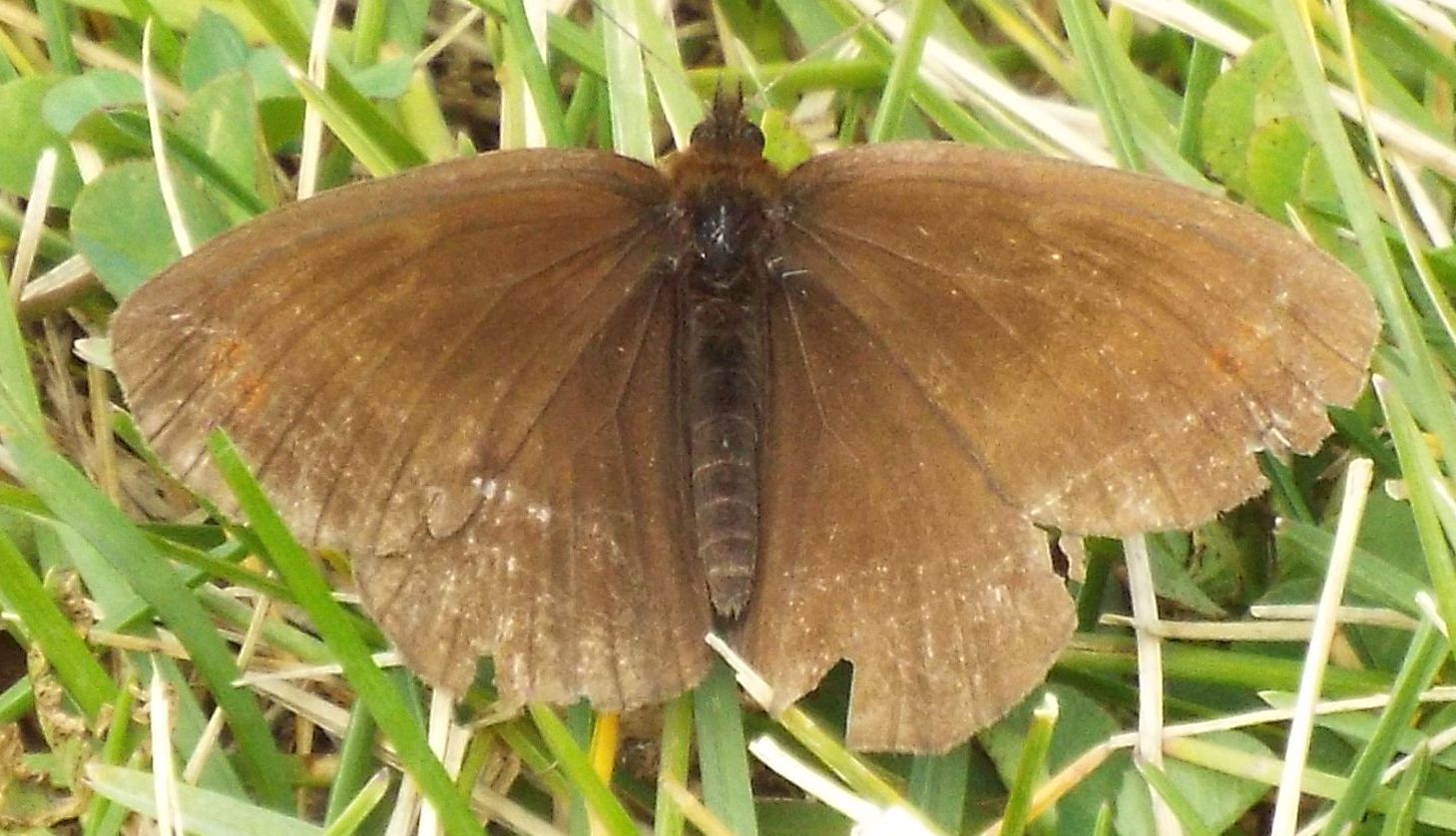 Farfalle malmesse - Erebia sp.